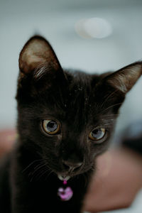Close-up portrait of black cat