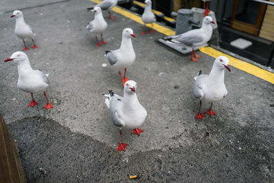 High angle view of birds on footpath