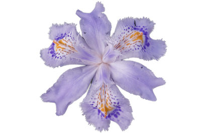 Close-up of purple flowers over white background