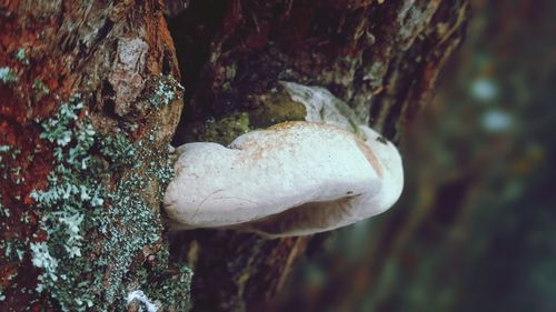 Close-up of mushrooms growing on tree trunk