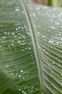 Full frame shot of wet leaves