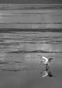 Seagulls on beach