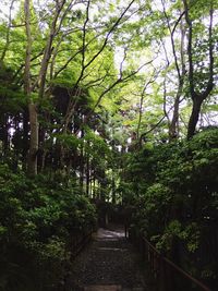 Footpath amidst trees