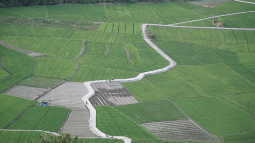 High angle view of agricultural field