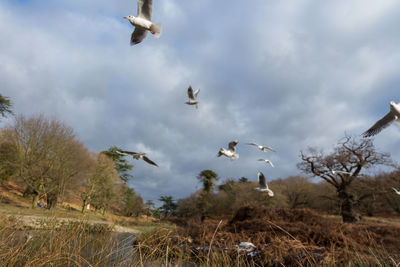 Low angle view of birds flying against sky