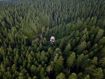 Trees in forest from above with drone