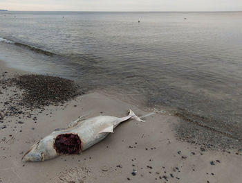 View of dead fish on beach