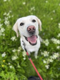 Close-up portrait of dog