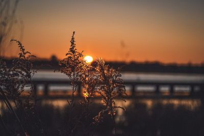 Silhouette plants by lake against sky during sunset