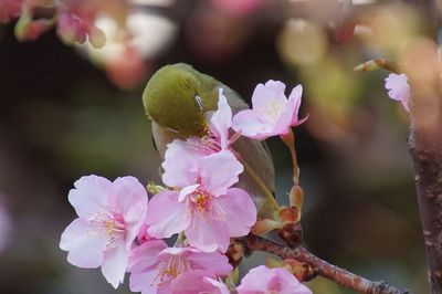 Close-up of pink flowers