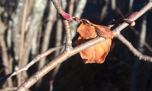 Close-up of twigs