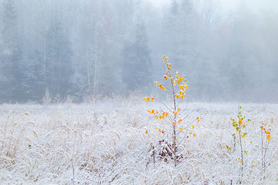 Plants on snow covered land