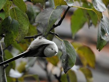 Close-up of bird perching on branch