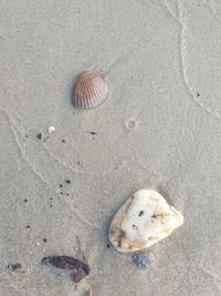 High angle view of seashell on beach