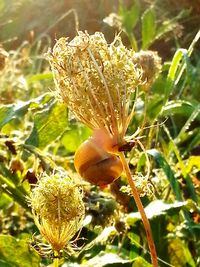 Close-up of flower