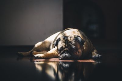 Close-up portrait of dog lying on floor