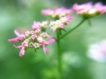 Close-up of pink flowering plant