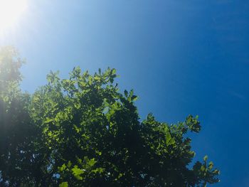 Low angle view of trees against blue sky