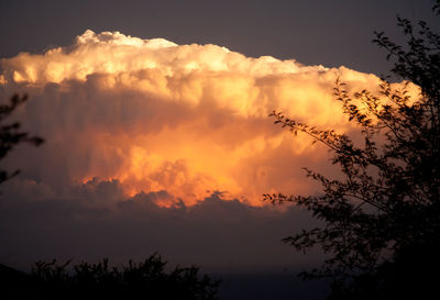 Low angle view of silhouette trees against dramatic sky