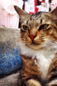 Close-up portrait of cat