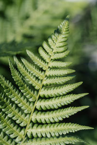 Athyrium filix-femina on a natural green background.