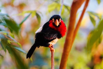 Close-up of bird perching on branch