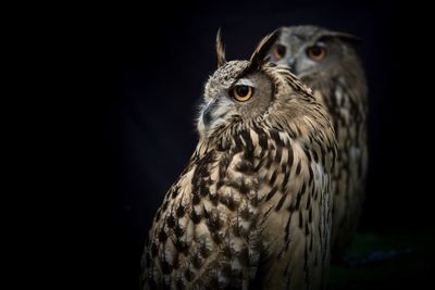 Close-up portrait of owl against black background