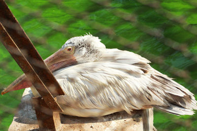 Close-up of bird perching on a tree