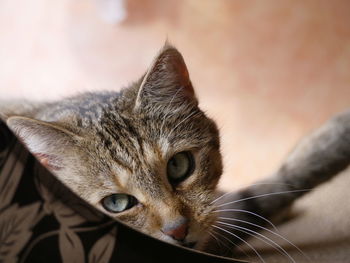 Close-up portrait of cat