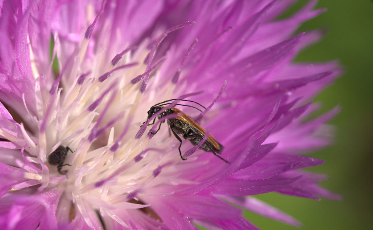 CLOSE-UP OF HONEY BEE ON PINK FLOWER