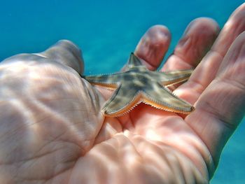 Cropped hand holding starfish undersea