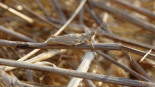 Close-up of insect on dry branch