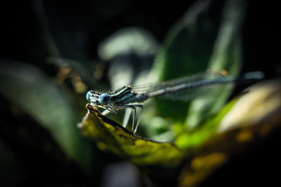 Close-up of insect