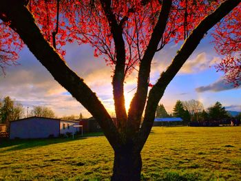 Trees on field against sky during sunset