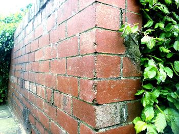 Ivy growing on wall