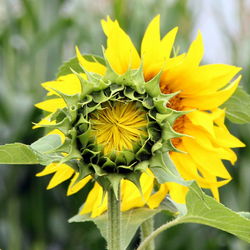 Close-up of yellow flowers