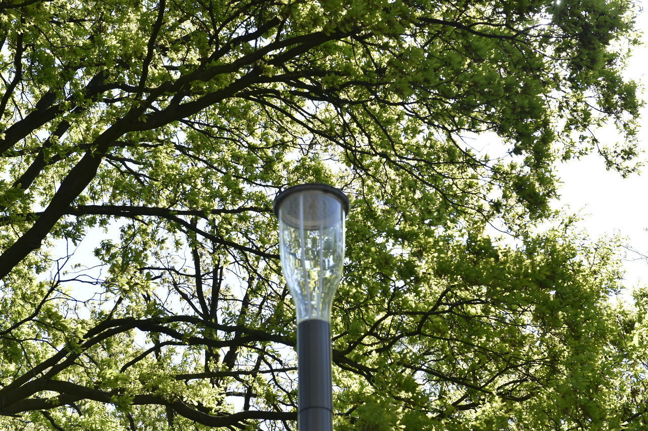 LOW ANGLE VIEW OF STREET LIGHT AGAINST TREE
