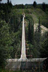 Bridge in forest