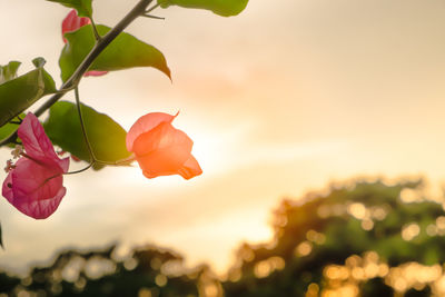 Close-up of orange flowering plant against sky during sunset