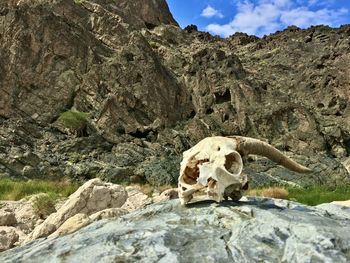 View of animal skull on rock