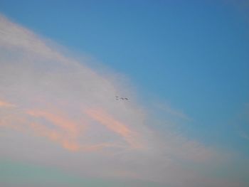 Low angle view of bird flying against blue sky