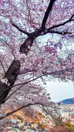 Low angle view of pink flowering tree