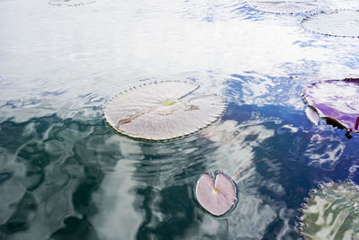 High angle view of water lily floating on lake