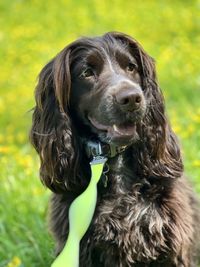 Portrait of a cocker spaniel 