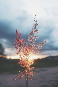 Close-up of plant against sky during sunset