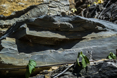 Close-up of plant