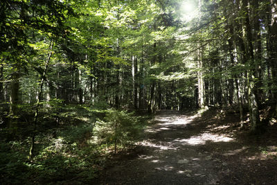 Trees in forest