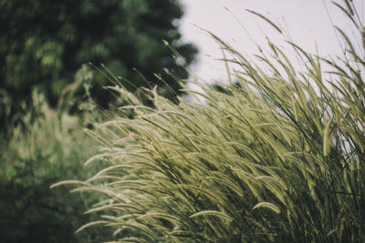 Close-up of crops growing on field against sky