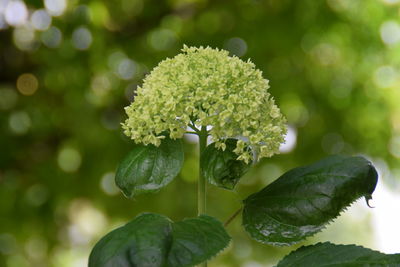 Close-up of flowering plant leaves