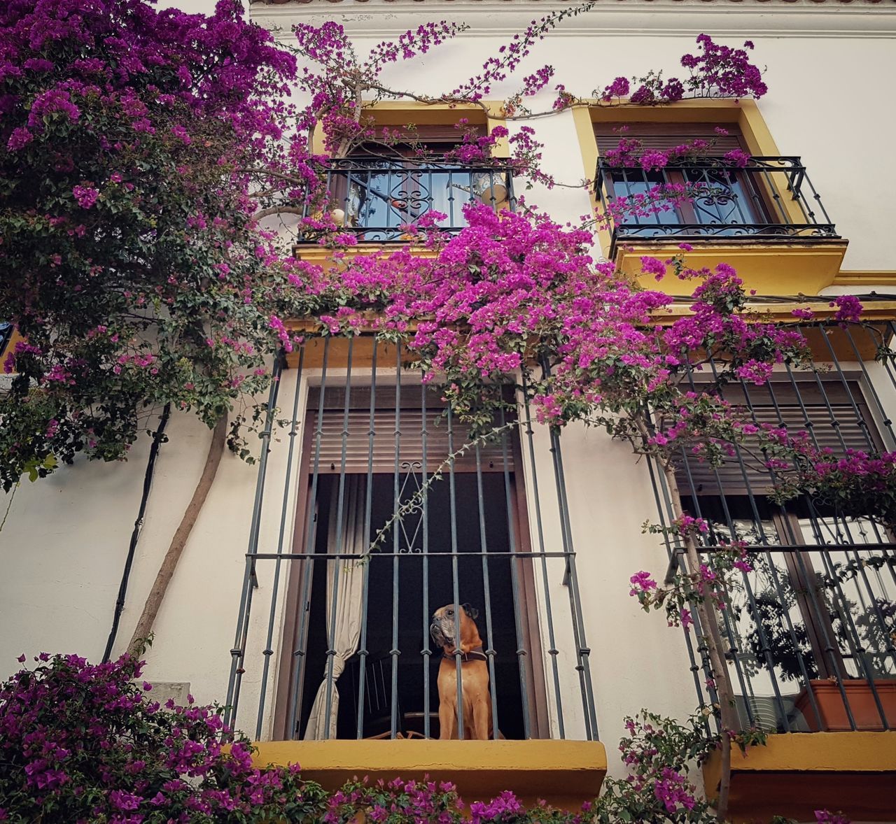 Terraza flores pueblo perro arte rural encanto